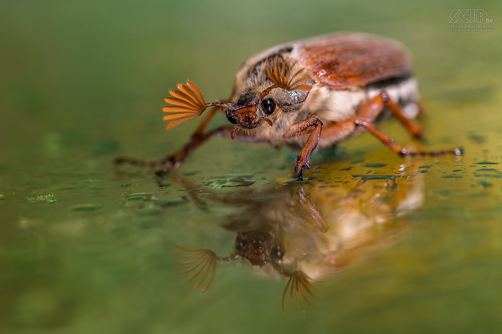 Insects - Cockchafer Melolontha melolontha) Stefan Cruysberghs